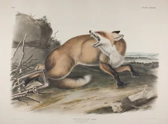 Tafel 87. Vulpes Fulvus, Desm. Amerikanischer Rotfuchs, 1846